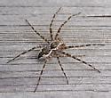 Species Dolomedes tenebrosus .